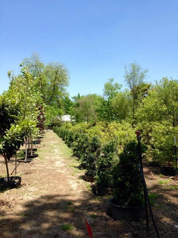 Professional landscape design in Austin, TX by Ted's Trees