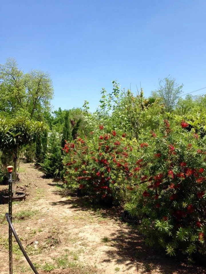 Professional outdoor landscaping for outdoor upgrades in Austin, TX by Ted's Trees