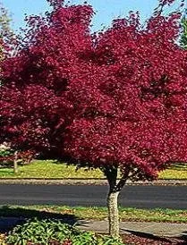 Top-rated lawn mowing service in Austin, TX by Ted's Trees