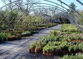 Custom landscape installation in Austin, TX - Ted's Trees