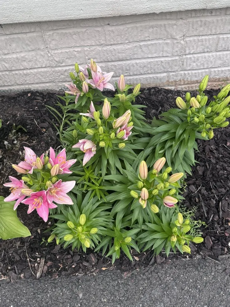 Professional garden landscaping in Bealeton, VA by Tee It Up Services