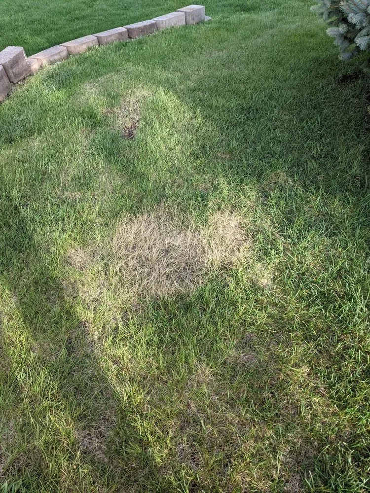 Expert landscaping services in Davenport, IA - Tee Time Lawn Care