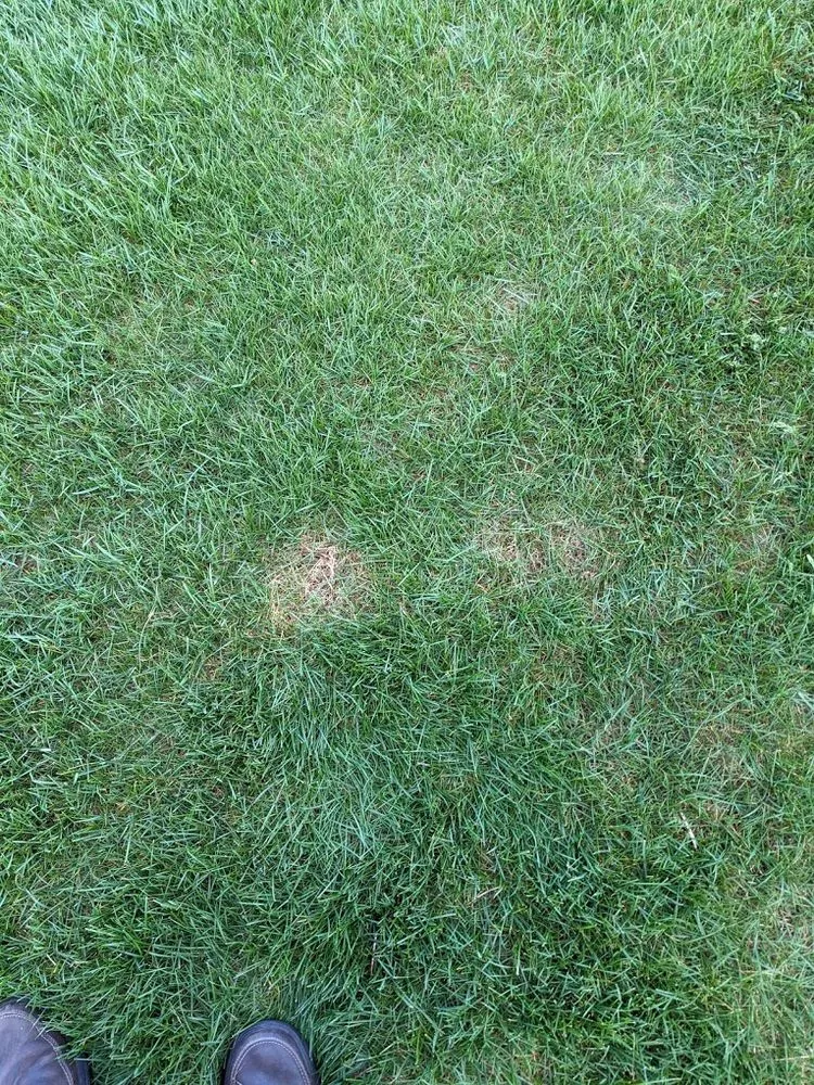 Reliable landscape design experts serving Davenport, IA - Tee Time Lawn Care