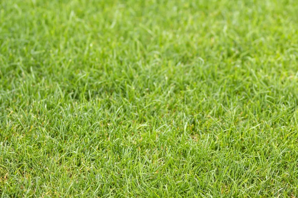 Professional residential landscaping in Ofallon, IL - Tee Time Lawn Care