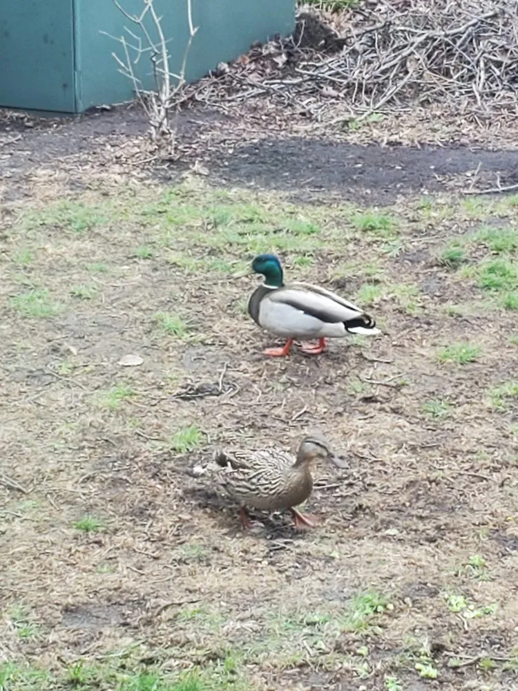 Local lawn care service with custom design in Plainfield, IL by Tee Time Lawn Care