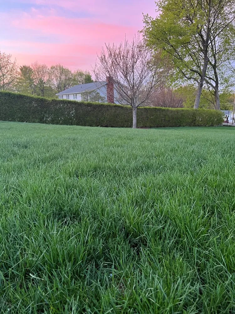 Local yard cleanup service in Norwalk, CT by Teed & Brown