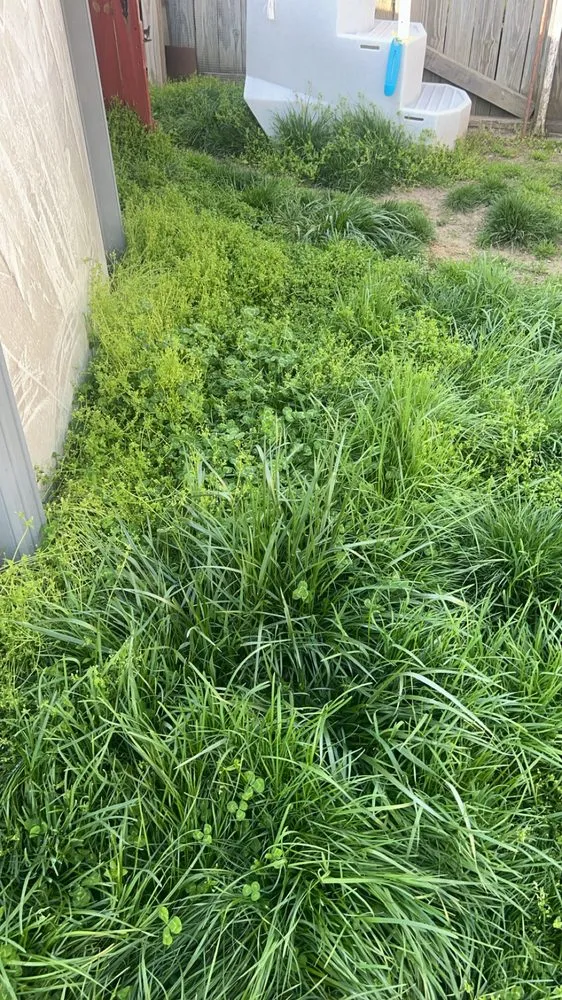 Affordable landscaping services in Springdale, PA by Teens landscape