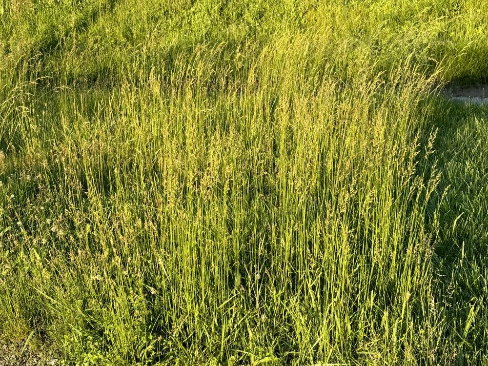 Affordable yard cleanup service in Pineville, KY by Tees Lawn Care