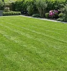 Professional yard maintenance in Stockton, CA - Tees Lawn Care