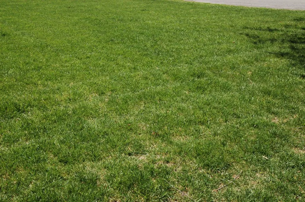 Local yard cleanup service for year-round maintenance across Manchester, TN - Tee's mobile services