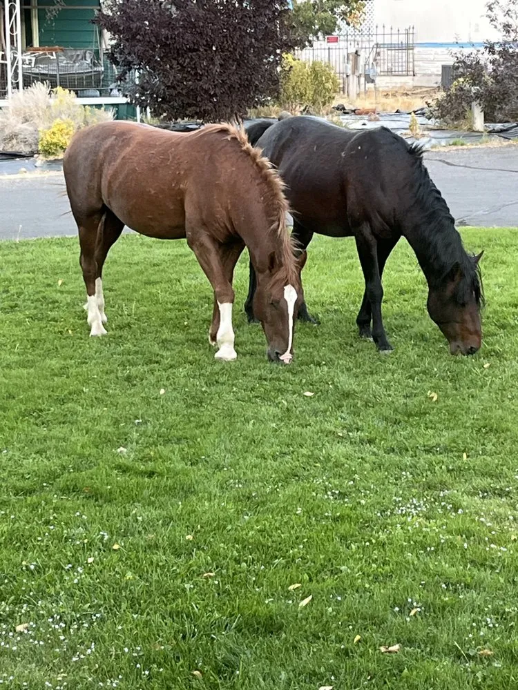 Expert lawn care service near you in Reno, NV by Tegrity Lawn Care