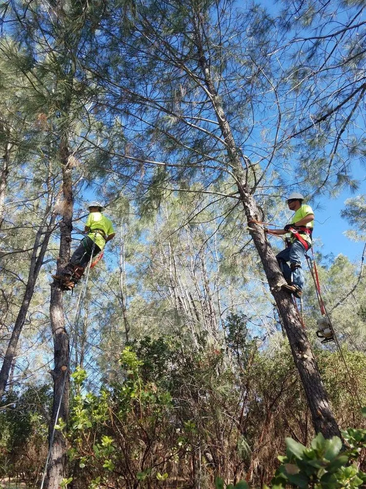 Reliable residential landscaping for beautiful yards across Lower Lake, CA - Teixeira & Sons Fire Prevention Company