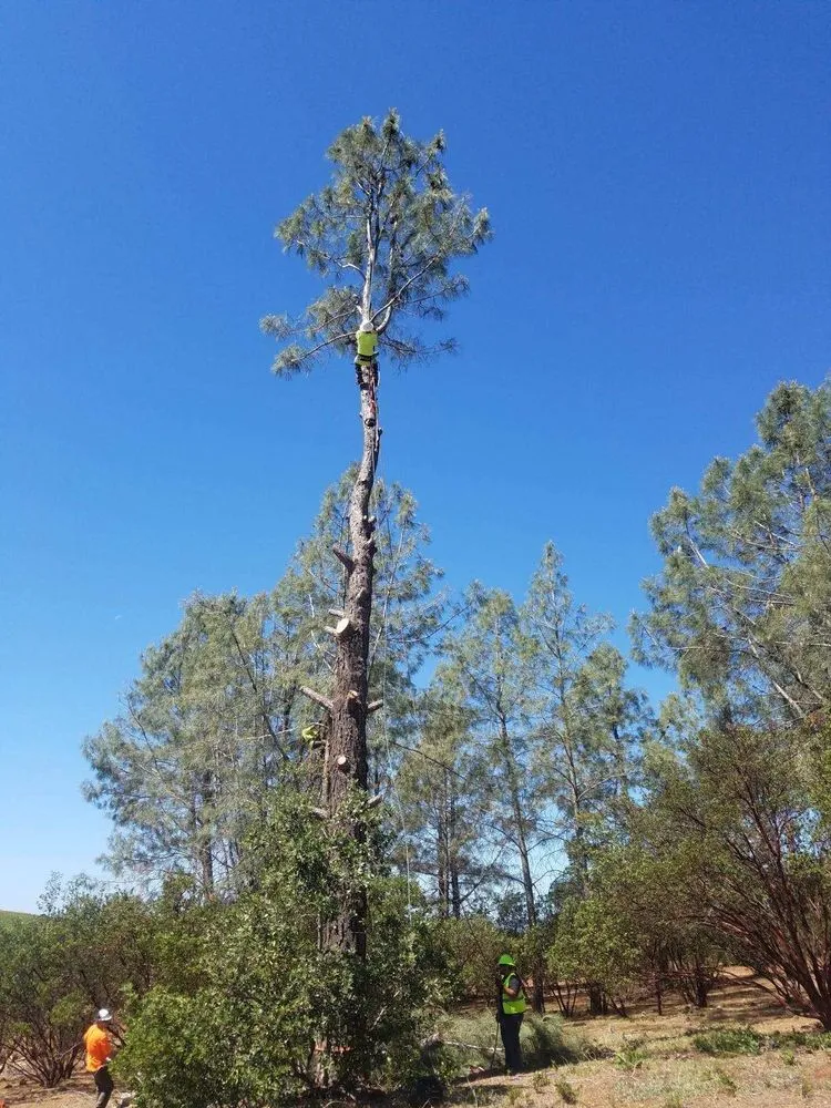 Top-rated lawn care service experts serving Lower Lake, CA - Teixeira & Sons Fire Prevention Company