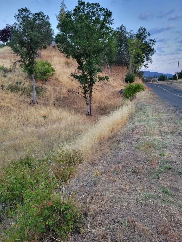 Affordable yard cleanup service for beautiful yards in Lower Lake, CA by Teixeira & Sons Fire Prevention Company