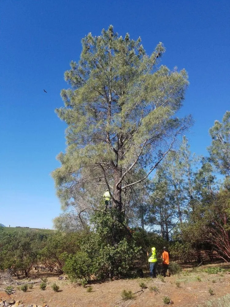 Affordable yard cleanup service in Lower Lake, CA - Teixeira & Sons Fire Prevention Company