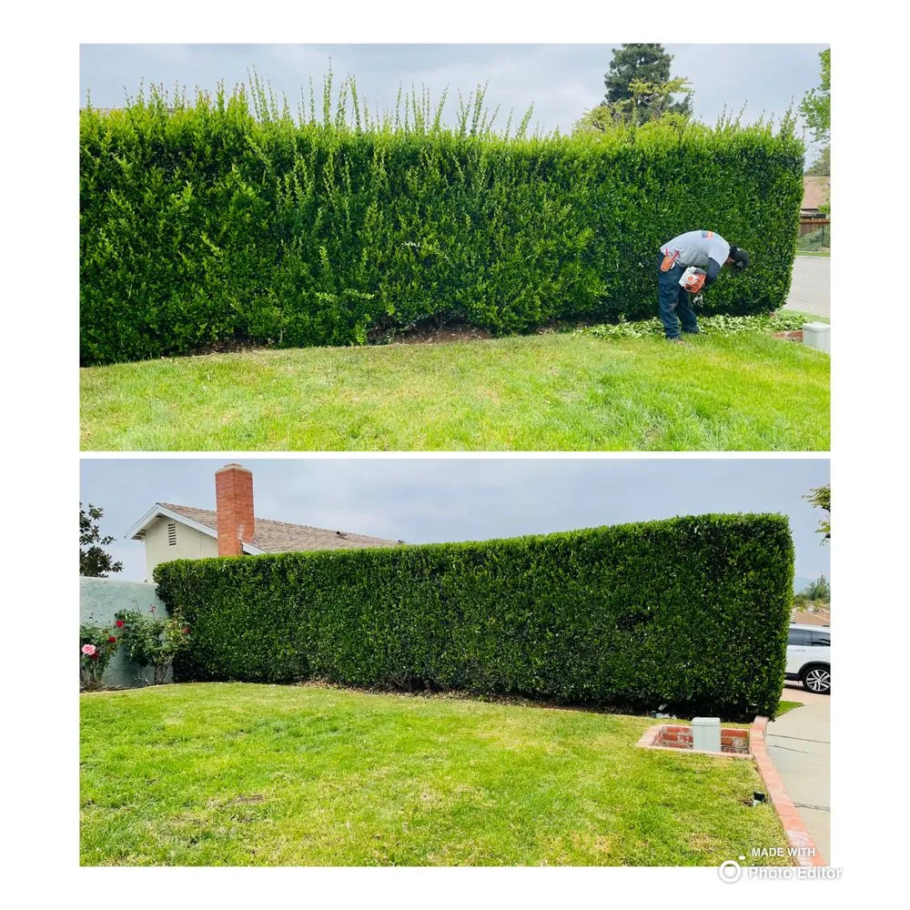 Affordable yard maintenance in Simi Valley, CA by Tejas Lawn Care