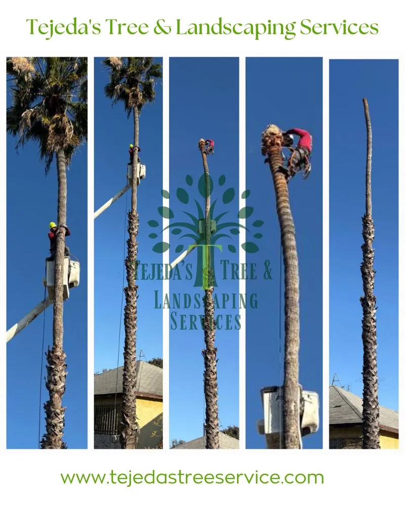 Expert landscape design experts serving Compton, CA - Tejeda's Tree & Landscaping Services