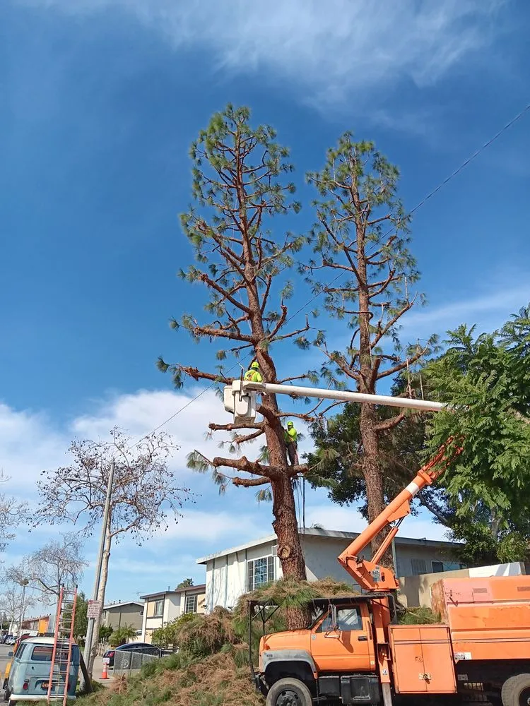 Top-rated residential landscaping near you across Compton, CA - Tejeda's Tree & Landscaping Services