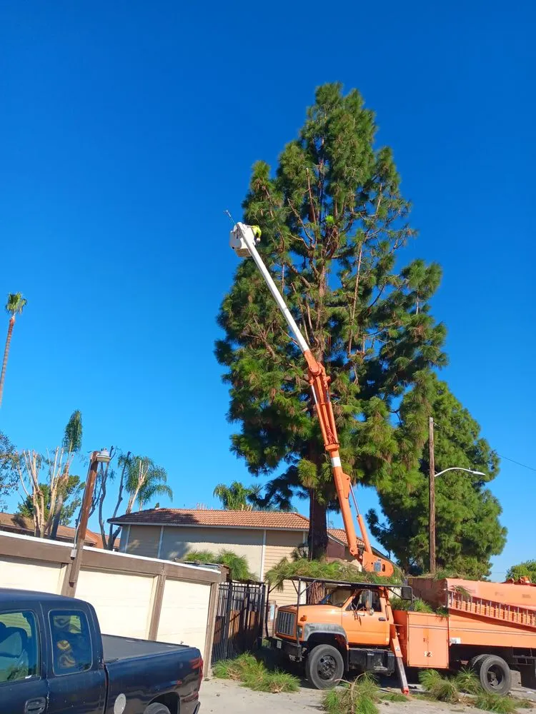 Reliable yard maintenance near you in Compton, CA by Tejeda's Tree & Landscaping Services