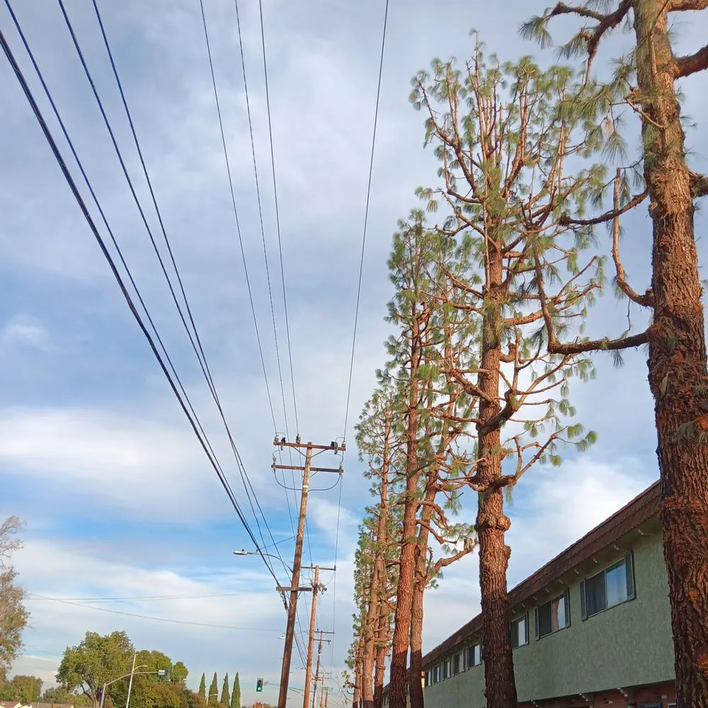 Top-rated residential landscaping in Compton, CA - Tejeda's Tree & Landscaping Services