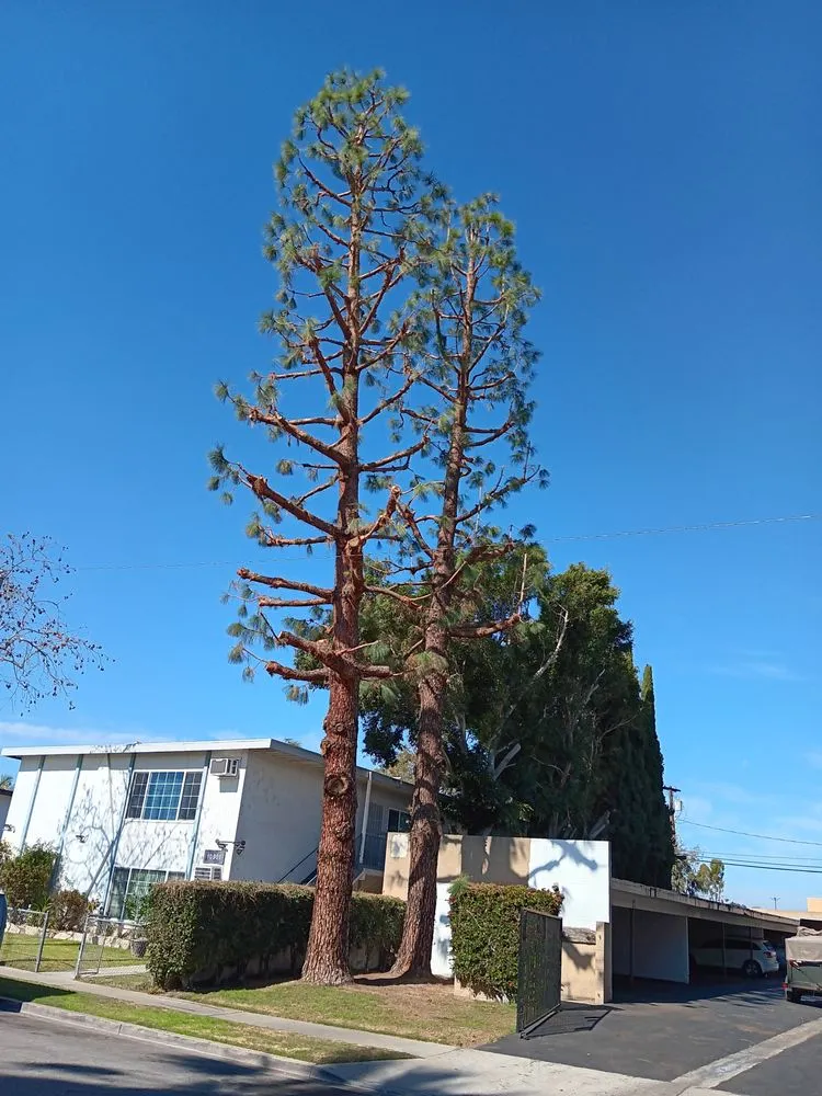 Trusted outdoor landscaping near you across Compton, CA - Tejeda's Tree & Landscaping Services
