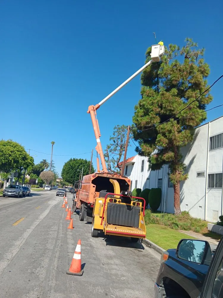 Professional outdoor landscaping experts serving Compton, CA - Tejeda's Tree & Landscaping Services