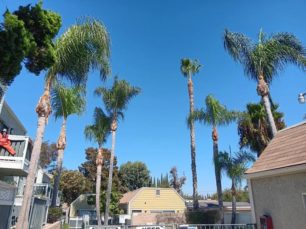 Reliable residential landscaping in Compton, CA - Tejeda's Tree & Landscaping Services