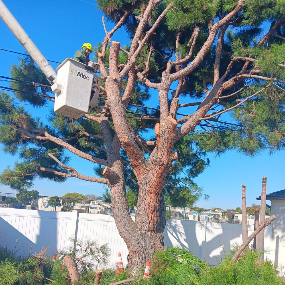 Local garden landscaping near you across Compton, CA - Tejeda's Tree & Landscaping Services