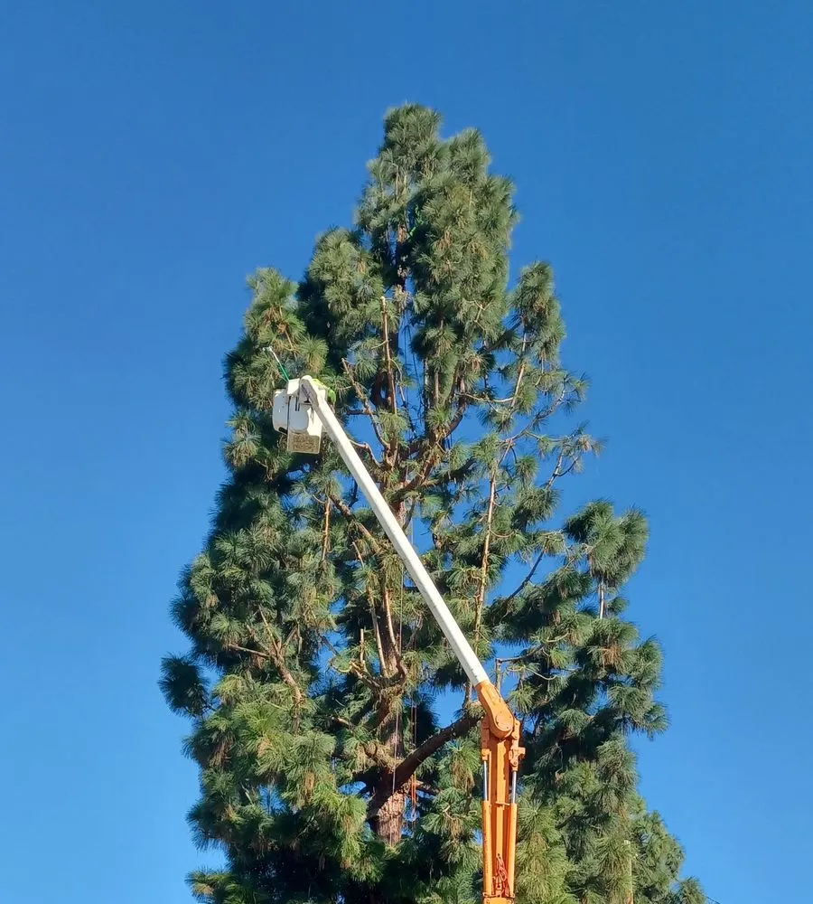 Custom garden landscaping in Compton, CA - Tejeda's Tree & Landscaping Services