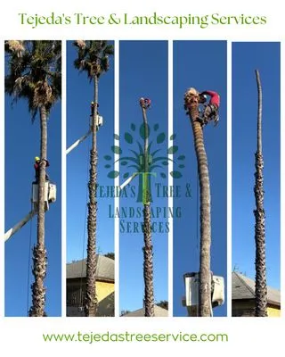 Tejeda's Tree & Landscaping Services Logo