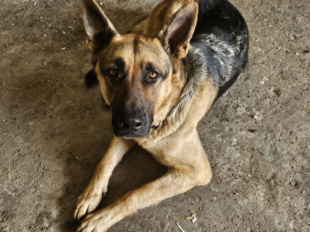 Custom yard cleanup service for beautiful yards in Junction City, KS by Telebec