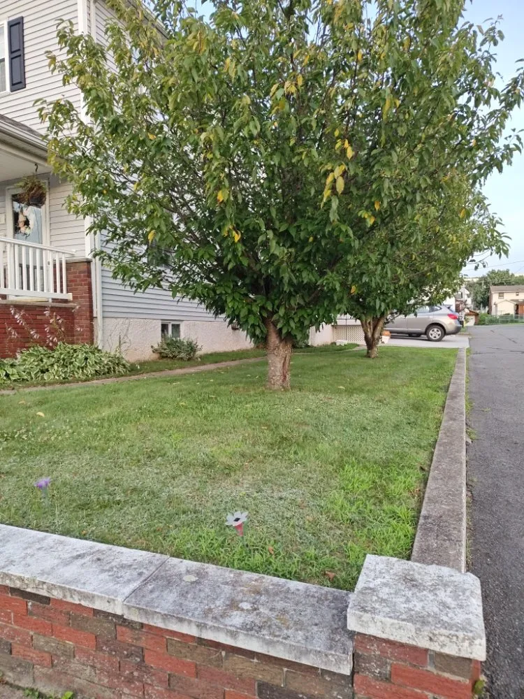 Professional outdoor landscaping in Scranton, PA - Telencio Yard