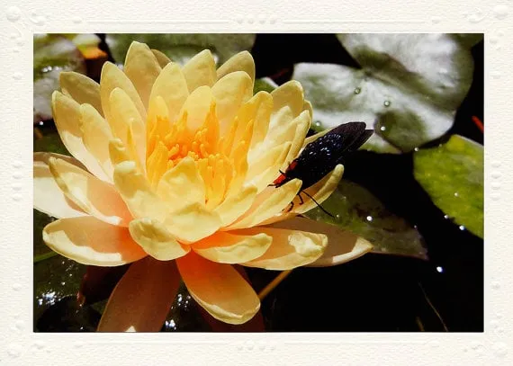 Local garden landscaping for beautiful yards across Muncie, IN - Tell Three Friends