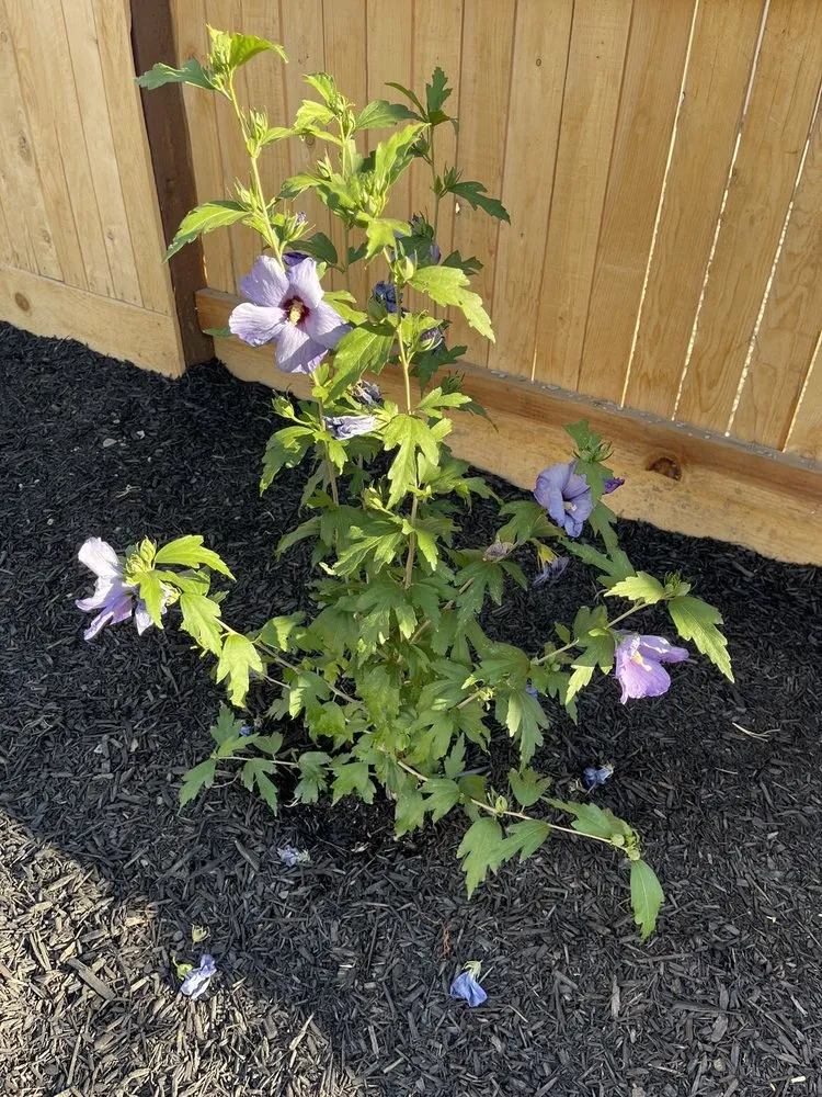 Affordable landscape installation in Roseville, CA - Tellez Landscapes