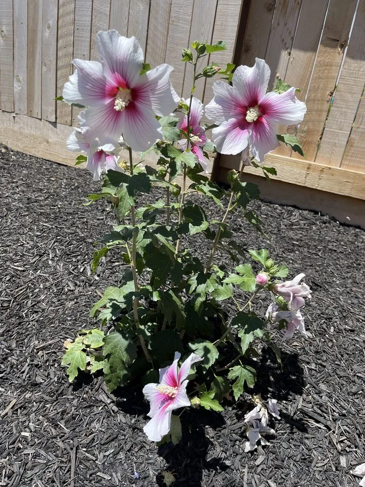 Professional yard cleanup service for outdoor upgrades across Roseville, CA - Tellez Landscapes