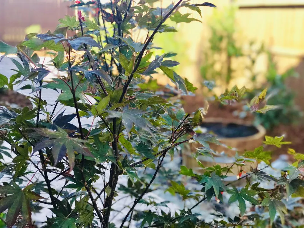 Reliable yard cleanup service in Roseville, CA - Tellez Landscaping