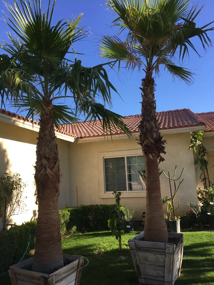 Trusted residential landscaping for year-round maintenance across Indio, CA - Tellez Paradise Landscape & Gardening