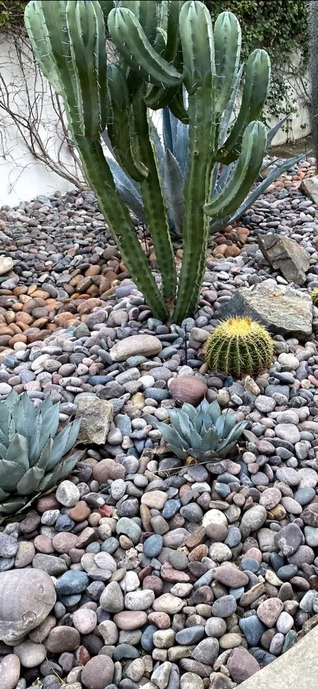 Local landscape design in Indio, CA by Tellez Paradise Landscape & Gardening