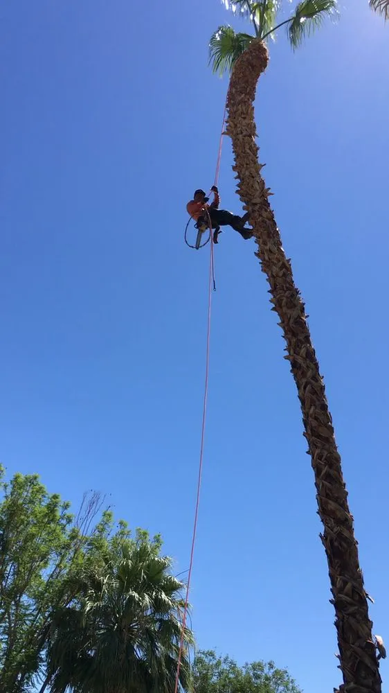 Trusted outdoor landscaping for year-round maintenance in Indio, CA by Tellez Paradise Landscape & Gardening