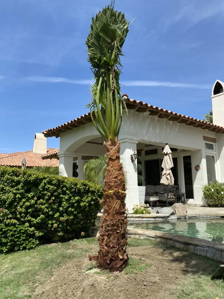 Expert yard maintenance for residential properties across Indio, CA - Tellez Paradise Landscape & Gardening