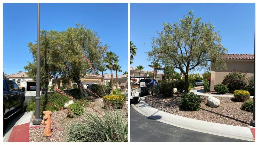 Affordable residential landscaping for residential properties across Indio, CA - Tellez Paradise Landscape & Gardening