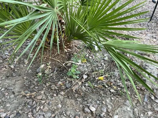 Tellez Paradise Landscape & Gardening Logo