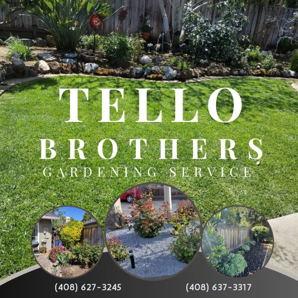 Expert lawn care service experts serving San Jose, CA - Tello Brothers Gardening Service