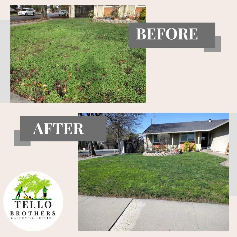 Professional residential landscaping in San Jose, CA by Tello Brothers Gardening Service