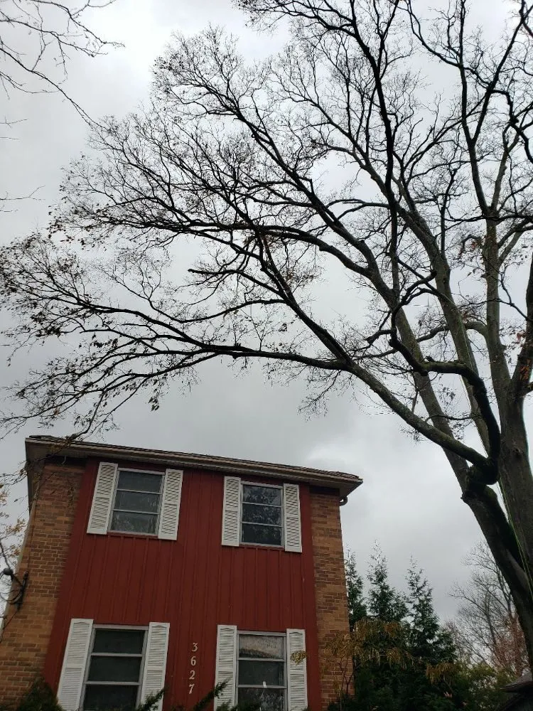 Trusted lawn mowing service near you across Cleves, OH - TELLO'S TREE SERVICE