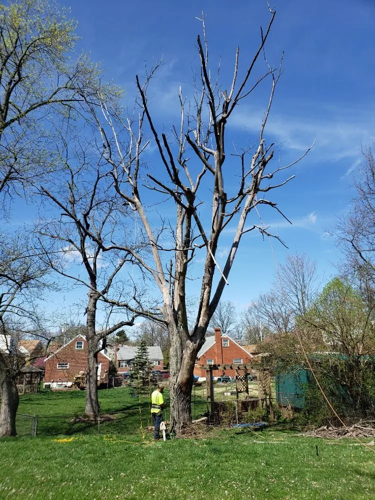Affordable yard maintenance in Cleves, OH - TELLO'S TREE SERVICE