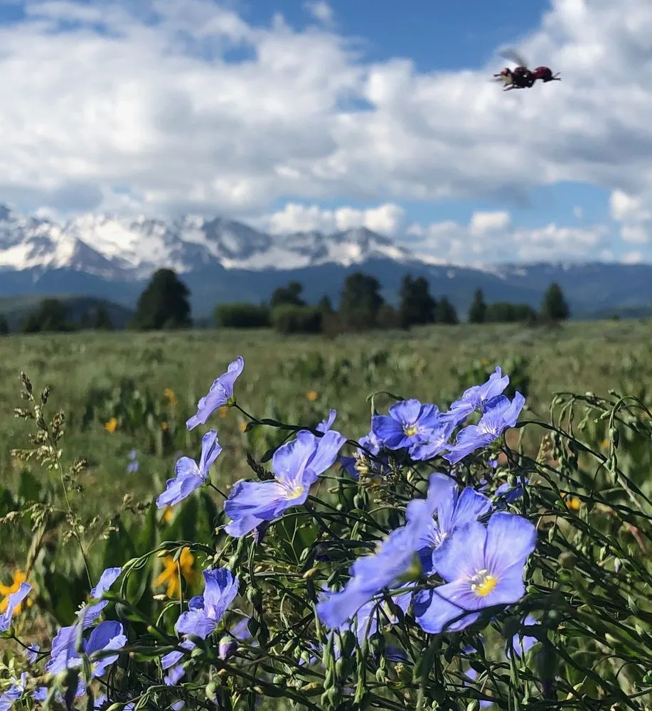 Expert yard cleanup service in Telluride, CO by Telluride Eco Lawn & Garden