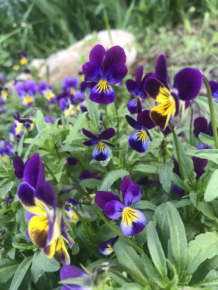 Reliable lawn mowing service for year-round maintenance in Telluride, CO by Telluride Eco Lawn & Garden