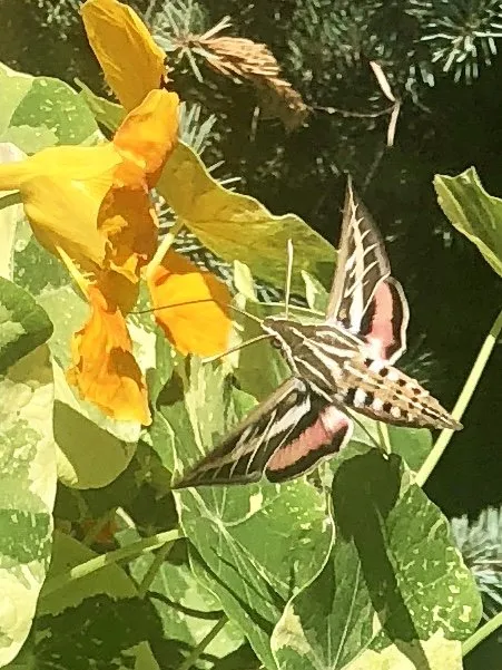 Reliable landscape installation for year-round maintenance in Telluride, CO by Telluride Eco Lawn & Garden