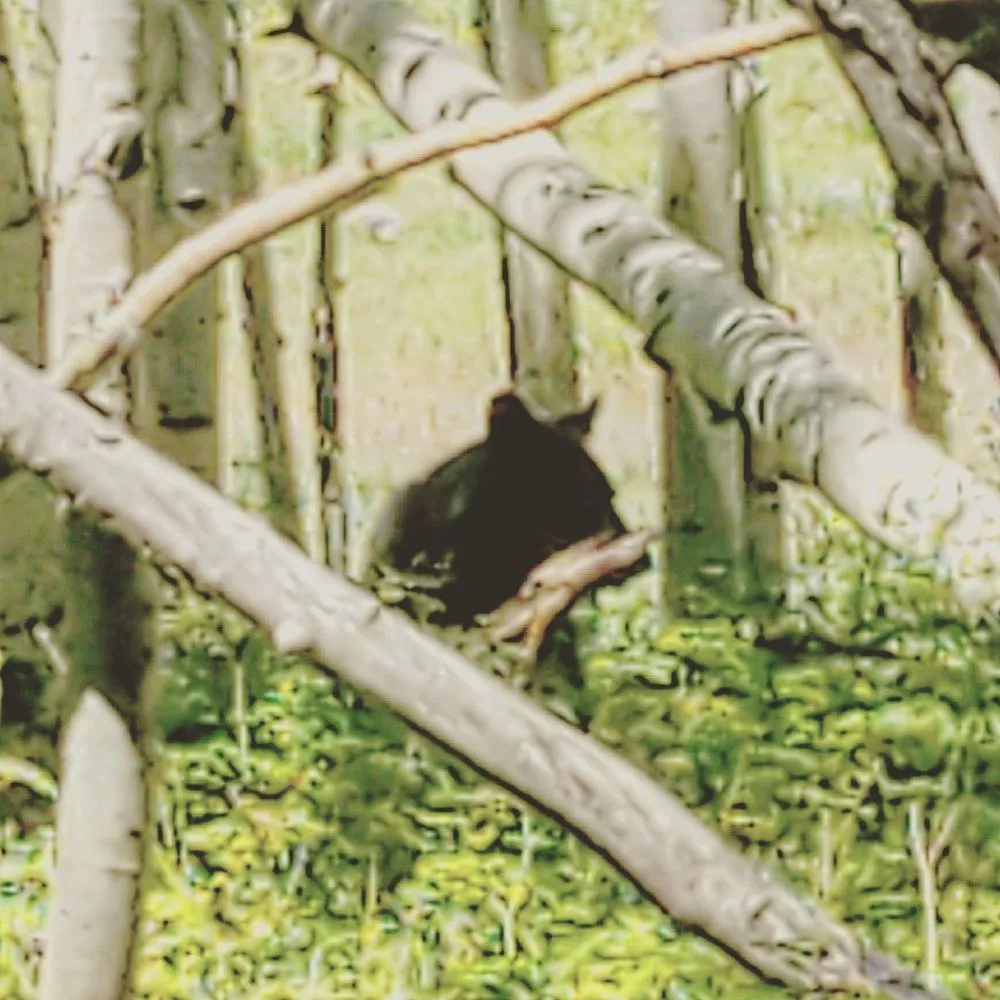 Expert landscape design near you across Telluride, CO - Telluride scapes